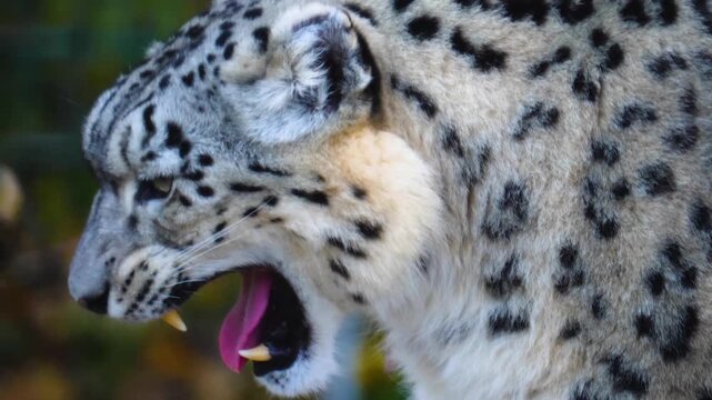Close up head of a young snow leopard resting on a rock on a cloudy spring day