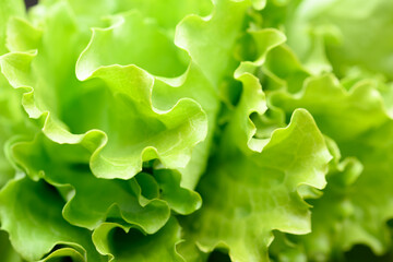 Curly salad lettuce greens photographed in close up with rich texture and volume. Fresh leaves express natural farming and food freshness © Ivan Kmit