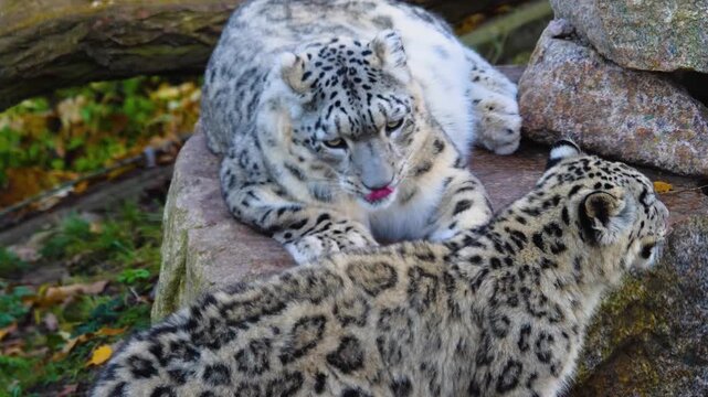 Close up head of a young snow leopard resting on a rock on a cloudy spring day
