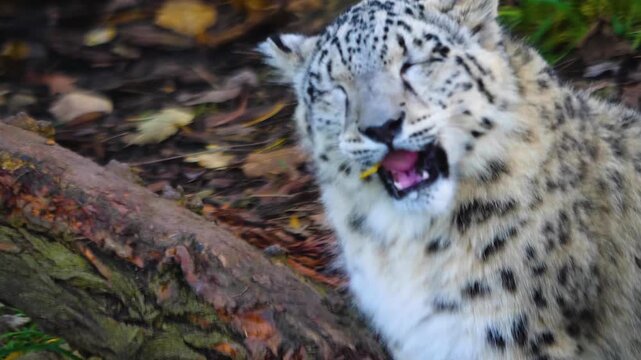 Close up head of a young snow leopard resting on a rock and struggling with strew of hey ona cloudy spring day