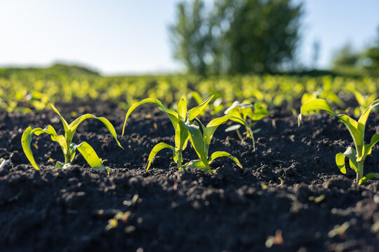 Young corn plants sprout energetically from rich black earth, soaking up the warm sunlight in a lively farming landscape
