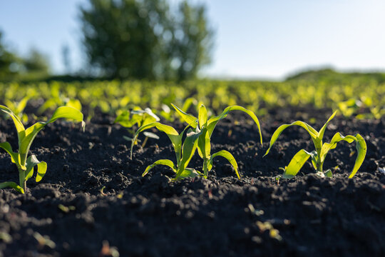 Bright green corn plants stretch towards the sun in a fertile field, signaling the arrival of summer and new growth