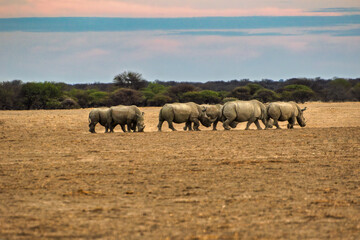Herd of African White Rhinoceros Grazing in Arid Savannah Landscape highlighting African wildlife conservation