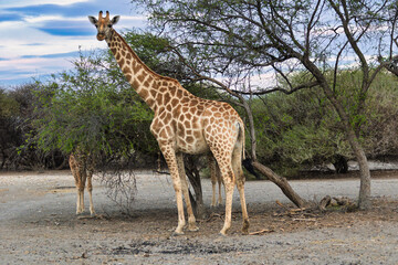 Angolan Giraffe Standing in the Arid Savanna Near Orapa, Botswana,  distinctive spotted coat pattern