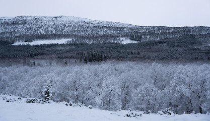 Frozen forest in the arctic with birches and pines, covered in frost © Jacob Hall