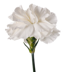 White  carnation
