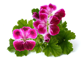 Pelargonium grandiflorum flowers in bloom
