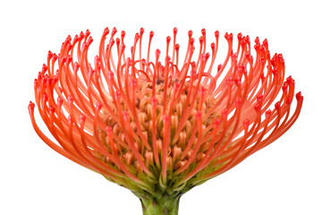 Pincushion (Leucospermum cordifolium)