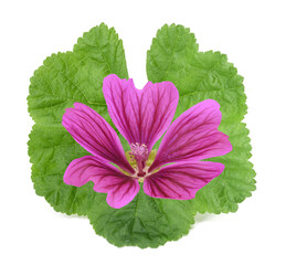 Mallow flower with leaf