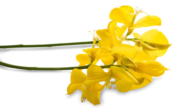 Spartium junceum flowers