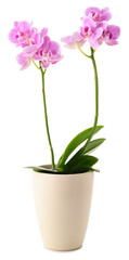 Pink orchids flowers in vase