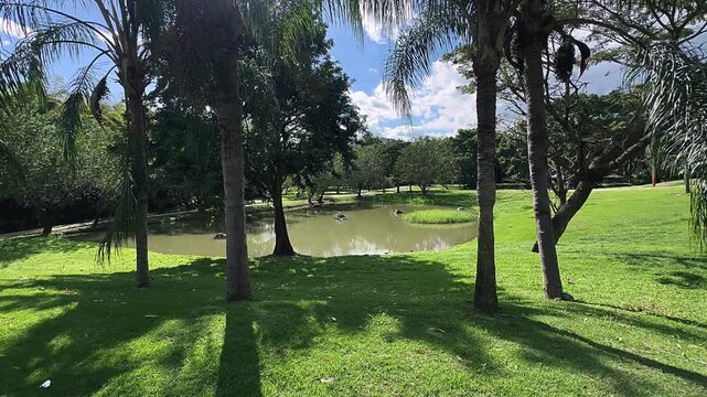 sunlit park pond framed by palm trees casting long shadows across green grass