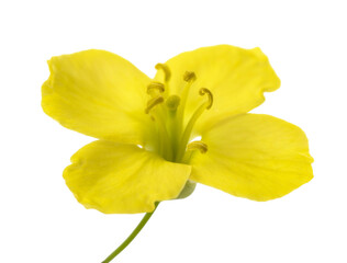 Arugula Flower (Rocket Flower)