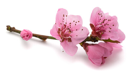 Peach flowers