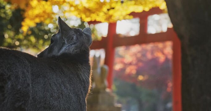 Medium, closeup shot behind deer with view of autumn trees and torii gate
