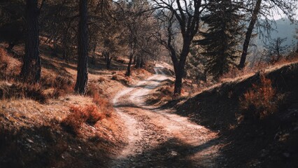 Fototapeta premium Winding Forest Path in Autumn