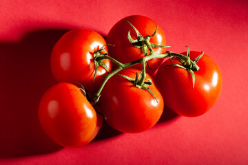 tomato branch on red background