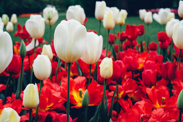 Beautiful red and white tulip flowers blooming in the meadow, close-up view. Natural spring background.