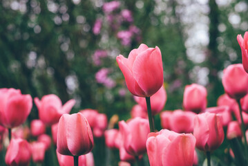 Beautiful magenta coloured tulip flowers blooming in the meadow, close-up view. Natural floral spring background.