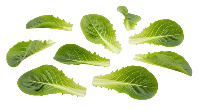 Fresh romaine lettuce leaves isolated on transparent background