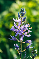 Fototapeta premium Camassia leichtlinii Caerulea flower in a garden
