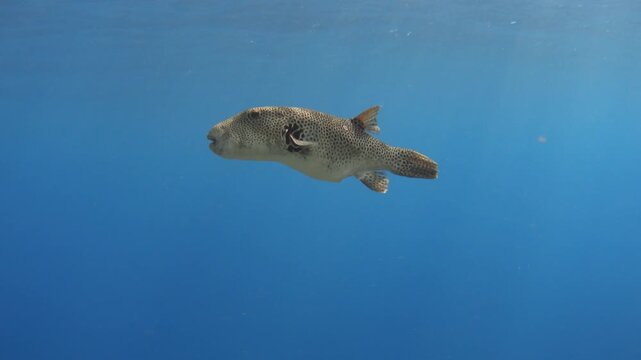 Stellate puffer fish in the sea underwater