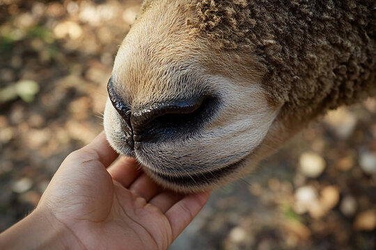 Close up of human's hand holding a sheep's muzzle