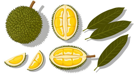 Illustration of durian fruit and leaves, showcasing spiky exterior and creamy interior, from a top-down viewpoint © Steven