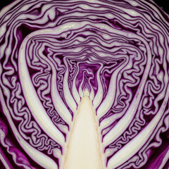 Obraz premium Red cabbage cross section texture macro showing intricate purple and white leaf pattern background
