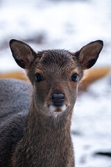Obraz premium white tailed deer