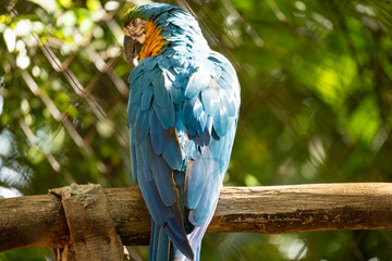 Macaw at the Zoo, a beautiful macaw in the morning in its environment at a zoo in Brazil, natural light, selective focus. © Milton Buzon