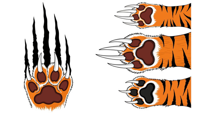 Tiger paw prints and claws illustration on a simple background