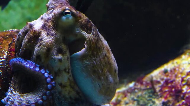 Close up head of a small octopus resting on the sea ground underwater.