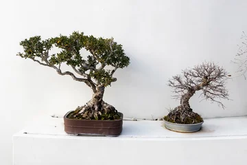 Fotobehang Bonsai Two Ulmus bonsai trees in ceramic pots displayed against a white wall at the Jerusalem Botanical Gardens.  © elenarostunova