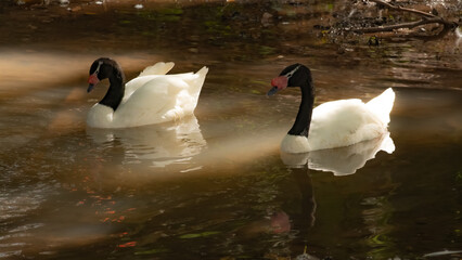 Black-necked swan at the zoo, a beautiful black-necked swan on a morning in its environment at a zoo in Brazil, natural light, selective focus. © Milton Buzon