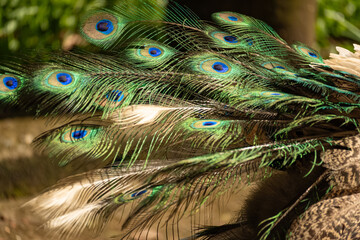Fototapeta premium Peacock at the Zoo, a beautiful peacock walking freely in a zoo in Brazil one morning, natural light, selective focus.