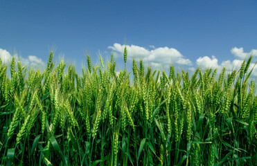 Close up of ripe wheat ears against beautiful sky with clouds.