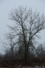 Fototapeta premium Desolate late autumn landscape with a solitary tree and fog 