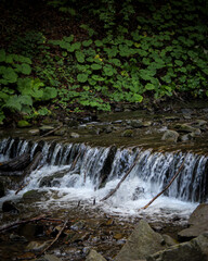 Small cascades flowing over rocks in a clear forest stream surrounded by lush green vegetation. © Danaikanych V