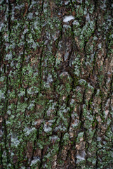Fototapeta premium Abstract natural background featuring rough wood surface covered in lichen and frost 