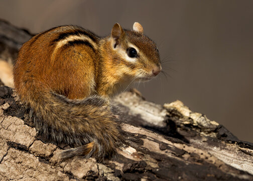 A eastern chipmunk pose on a piece of wood