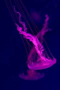 Two vibrant purple medusas floating gracefully with long tentacles 