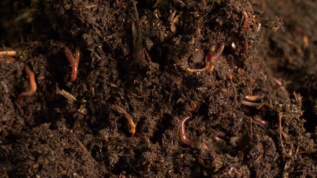 Microfauna in decomposing soil, detailed view