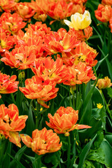 Fototapeta premium orange terry tulips bloom in the garden