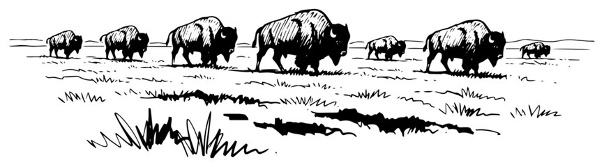 Bison Herd Crossing Prairie Open Grassland Hand Drawn Black and White Vector Illustration © Mago
