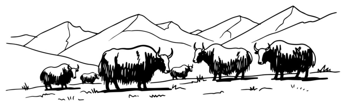 Yak herd in mountain valley landscape hand drawn line art vector illustration