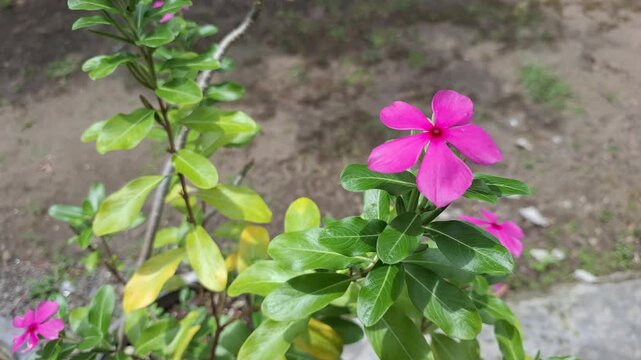 Pink periwinkle flower Catharanthus roseus close up video footage. Madagascar periwinkle blooming with green leaves. Natural garden plant for herbal medicine or landscape design concept