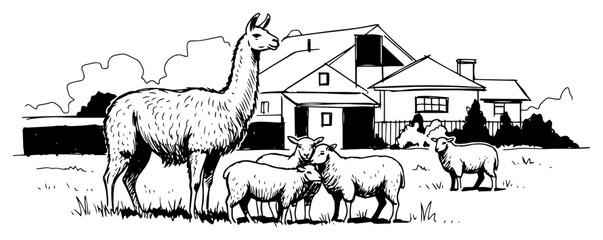 Llama And Sheep Flock By Farmhouse Pasture Hand Drawn Black and White Vector Illustration © Mago
