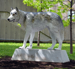 Fototapeta premium MONTREAL QUEBEC CANADA 06 12 17: Mahihkan by Joe Fafard, Born in Sainte-Marthe, Saskatchewan is considered one of the most original Canadian artists of his generation. Wolf painted bronze Sculpture 