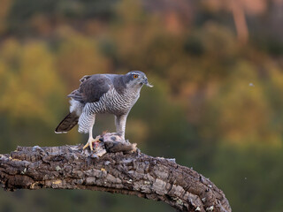 Goshawk, Accipiter gentilis